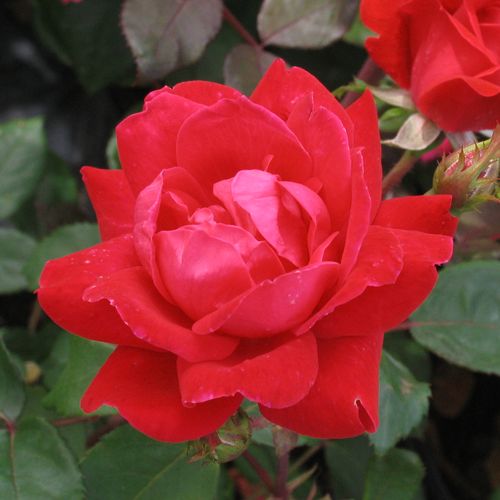 Vendita, rose rose floribunde - rosso - Rosa Double Knock Out® - rosa non profumata - William J. Radler - ,-